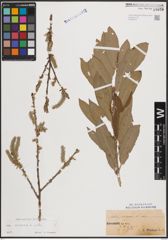 Foto von Salix cinerea L.